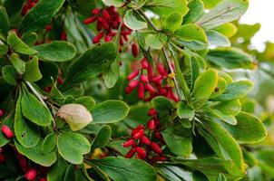 berberis rijp en onrijp fruit Aan takken foto