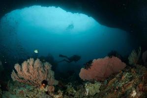 duiker, zeefan in ambon, maluku, indonesië onder water