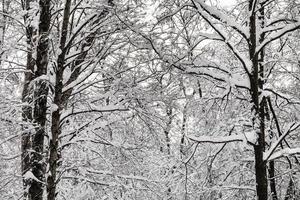 met sneeuw bedekt met elkaar verweven twijgen in winter Woud foto