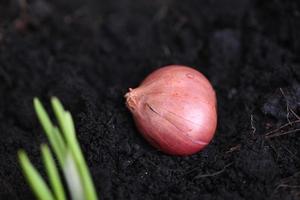 sjalot toenemen Aan bodem grond in pot, planten toenemen biologisch tuin, uien zijn klaar naar toenemen geplant sjalot Aan grond foto