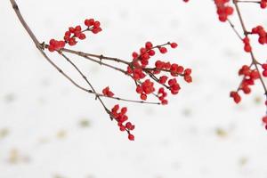 rood hulstfruit in de sneeuw foto