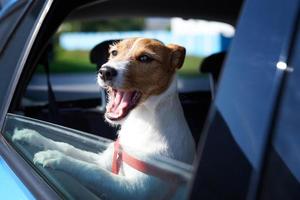 hond op zoek uit van auto venster. foto