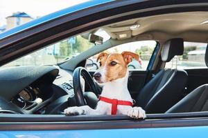 hond op zoek uit van auto venster. foto