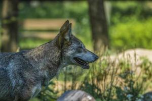 een coyote concentreerde zich op zijn doel foto