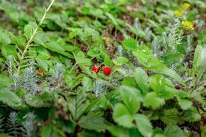 rijen van aardbei planten in een aardbei veld- na regen. groen struiken. aanplant aardbei struiken technologie in landbouw. foto