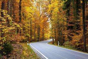 kleurrijke herfst bos foto
