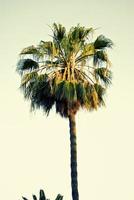 palmboom in Mallorca foto
