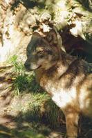 grijs wolf - canis lupus in de Woud foto
