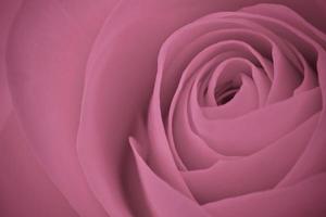 roze roos macro