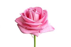 roze roos foto