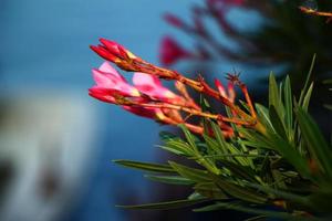 mooie toppen van oleanderbloem foto