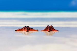 twee zeesterren met trouwringen die op zandstrand liggen foto