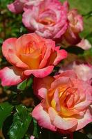 roze en oranje rozen