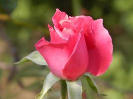 knop van een roze roos