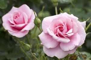 twee roze rozen in een tuin