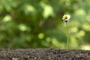 klein mooi natuur bloem en groen toenemen omhoog van een achtergrond, zaailingen in natuur leven foto