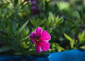 wit petunia's helder lit door de zon in de tuin foto