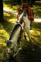 wit paard voordat aan het eten gras in bossen foto