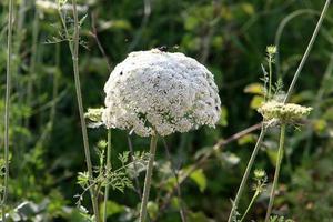 wild wortel bloei in een Woud opruimen. foto