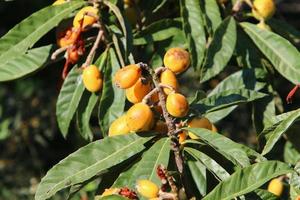 Japans loquat rijpt Aan een boom in een stad park in noordelijk Israël. foto