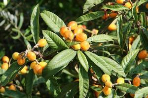 Japans loquat rijpt Aan een boom in een stad park in noordelijk Israël. foto