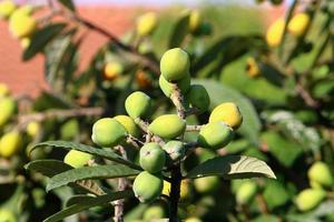 Japans loquat rijpt Aan een boom in een stad park in noordelijk Israël. foto