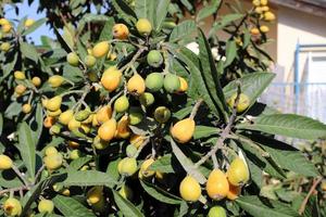 Japans loquat rijpt Aan een boom in een stad park in noordelijk Israël. foto