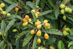 Japans loquat rijpt Aan een boom in een stad park in noordelijk Israël. foto