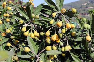 Japans loquat rijpt Aan een boom in een stad park in noordelijk Israël. foto