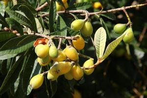 Japans loquat rijpt Aan een boom in een stad park in noordelijk Israël. foto