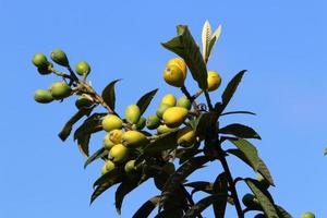 Japans loquat rijpt Aan een boom in een stad park in noordelijk Israël. foto