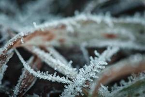 ijs Kristallen Aan een blad van gras in winter. dichtbij omhoog van bevroren water. macro schot foto