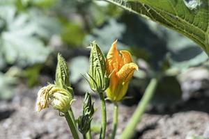 jong oranje ang groen courgette bloemen dichtbij omhoog groeit in Open grond zaaibed, veganistisch voedsel, merg squash, keuken tuin foto