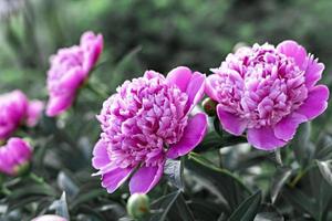 roze pioen bloemen dichtbij omhoog, bloeiend struik in tuin foto