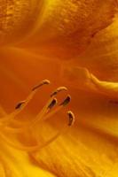 hemerocallis bloemen, daglelies in bloei, volledig frame, achtergrond foto