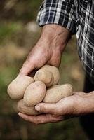 close-up van mannelijke handen met een aardappel