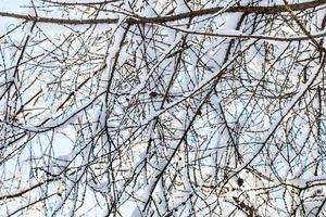 met sneeuw bedekt takken van lariks boom in winter dag foto