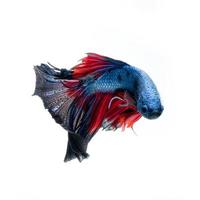 rood blauw bettas Aan wit foto