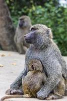 moeder en baby baviaan foto