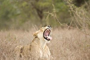 vrouwelijke leeuw geeuwt in de bush, kruger, za foto