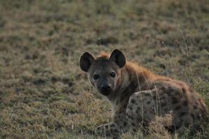 hyena poseren foto