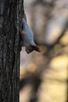 een ondeugend eekhoorn aan het eten noten Aan een boom foto