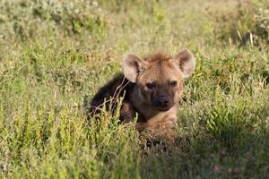 jonge gevlekte hyena verstopt in het gras foto