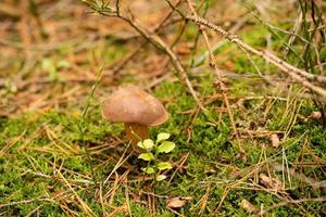 vers wild champignons uit van de Woud foto