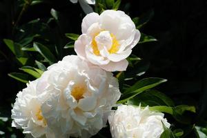 de melkwitte pinksterroos paeonia lactiflora foto