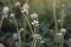 gras bloem met zonlicht Aan de weg Aan vervagen natuur achtergrond. foto