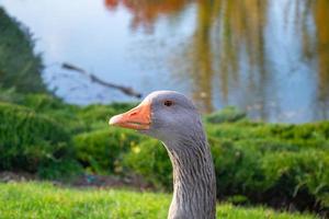 wild huiselijk grijs ganzen met oranje bek en oranje poten foto