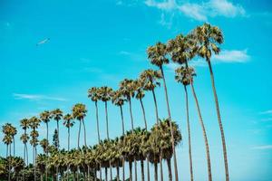 palm boom rij met zeemeeuw foto