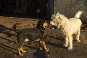 hond met wit jas. huisdier Aan straat. wandelen met terriër. foto