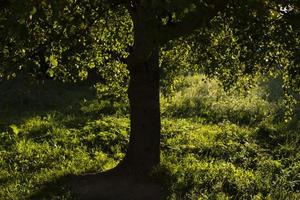 boom in park in zomer. heet dag. schaduw in park Aan zonnig dag. foto